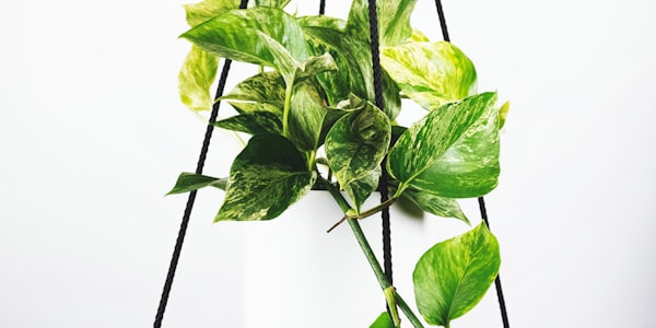 国际足联FIFA最新赛事官方公告新闻图片